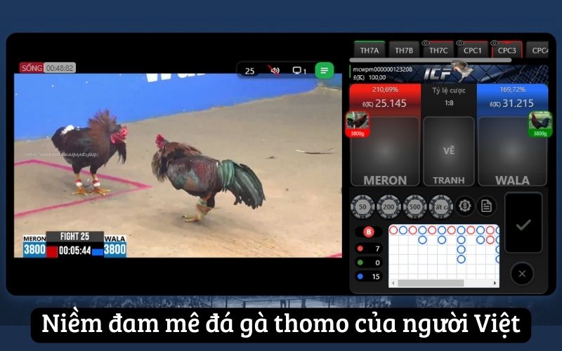 Niềm đam mê đá gà thomo của người Việt