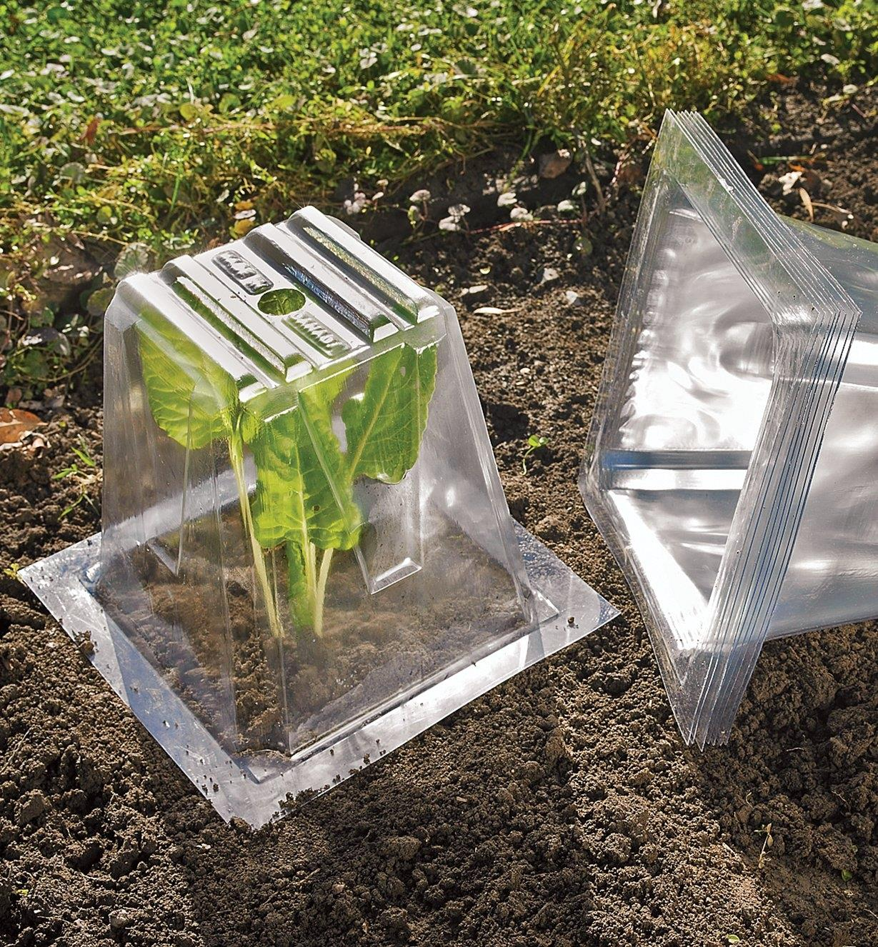 Will a cloche protect plants from frost
