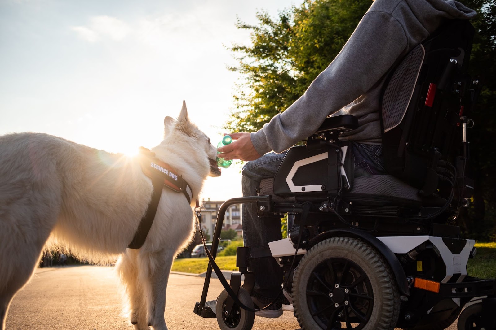 owner in a wheel chair with its service dog by its side