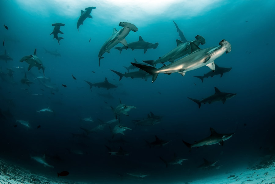 Hammerhead Shark