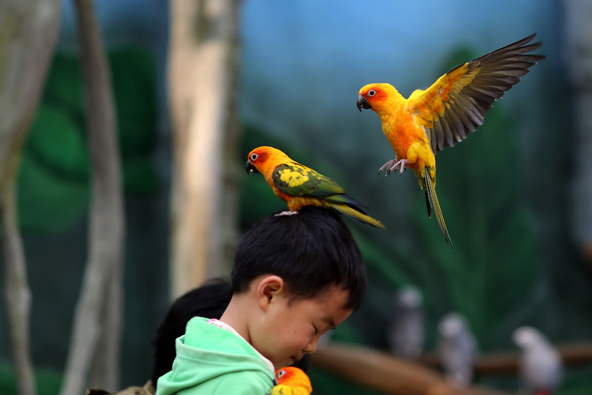 Rescue Parrots For Adoption