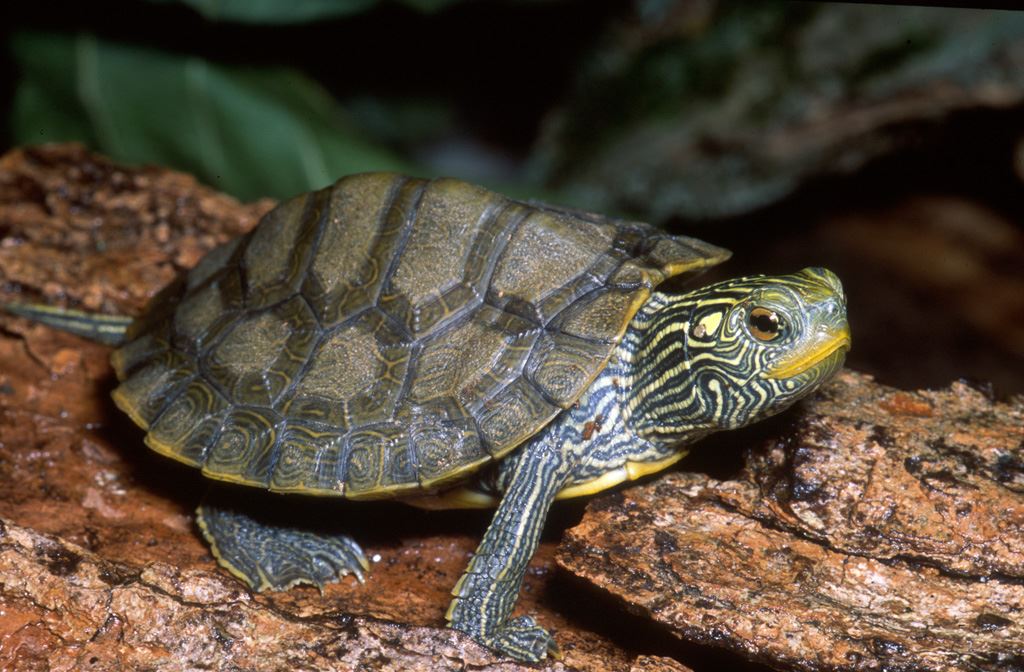 Turtles With Yellow Stripes On Head