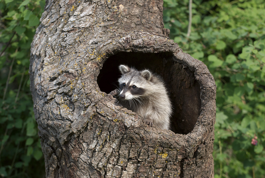 Do Raccoons Nest In Trees