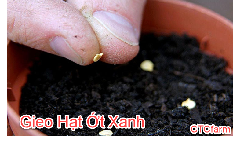 Hướng Dẫn Cách Trồng Cây Ớt Xanh Tại Vườn: Bí Quyết Cho Vườn Rau Gia Vị ctcfarm