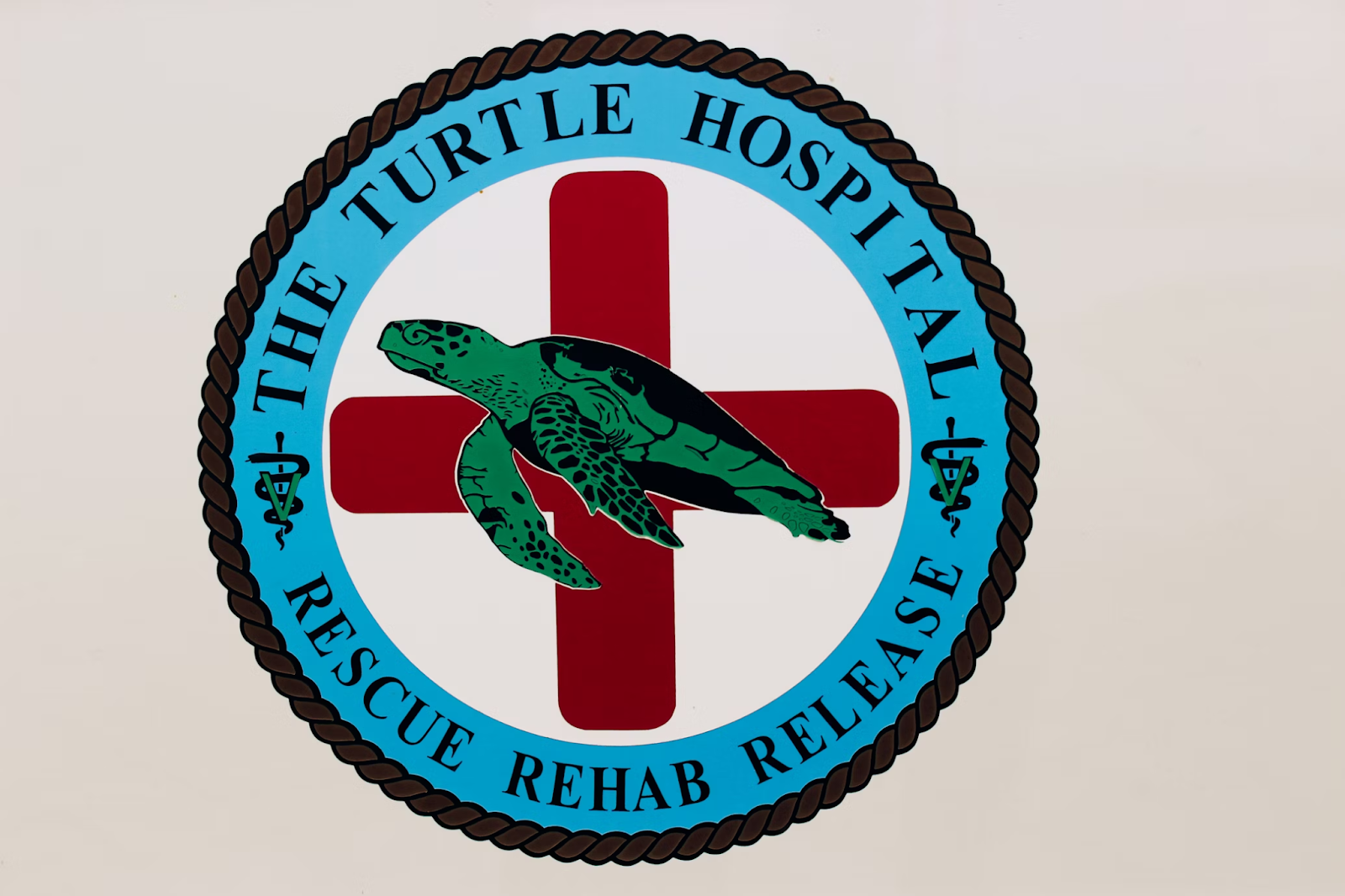 turtle hospital tours