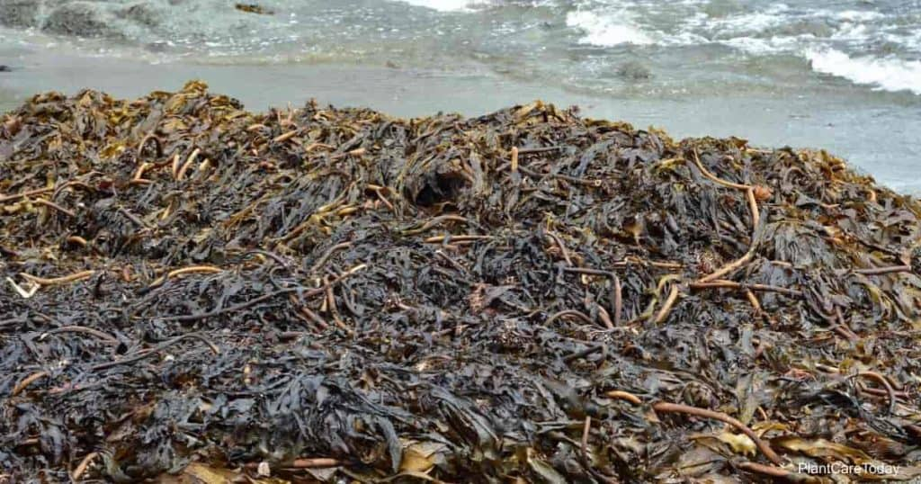Seaweed Extract