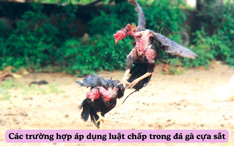 Các trường hợp áp dụng luật chấp trong đá gà cựa sắt