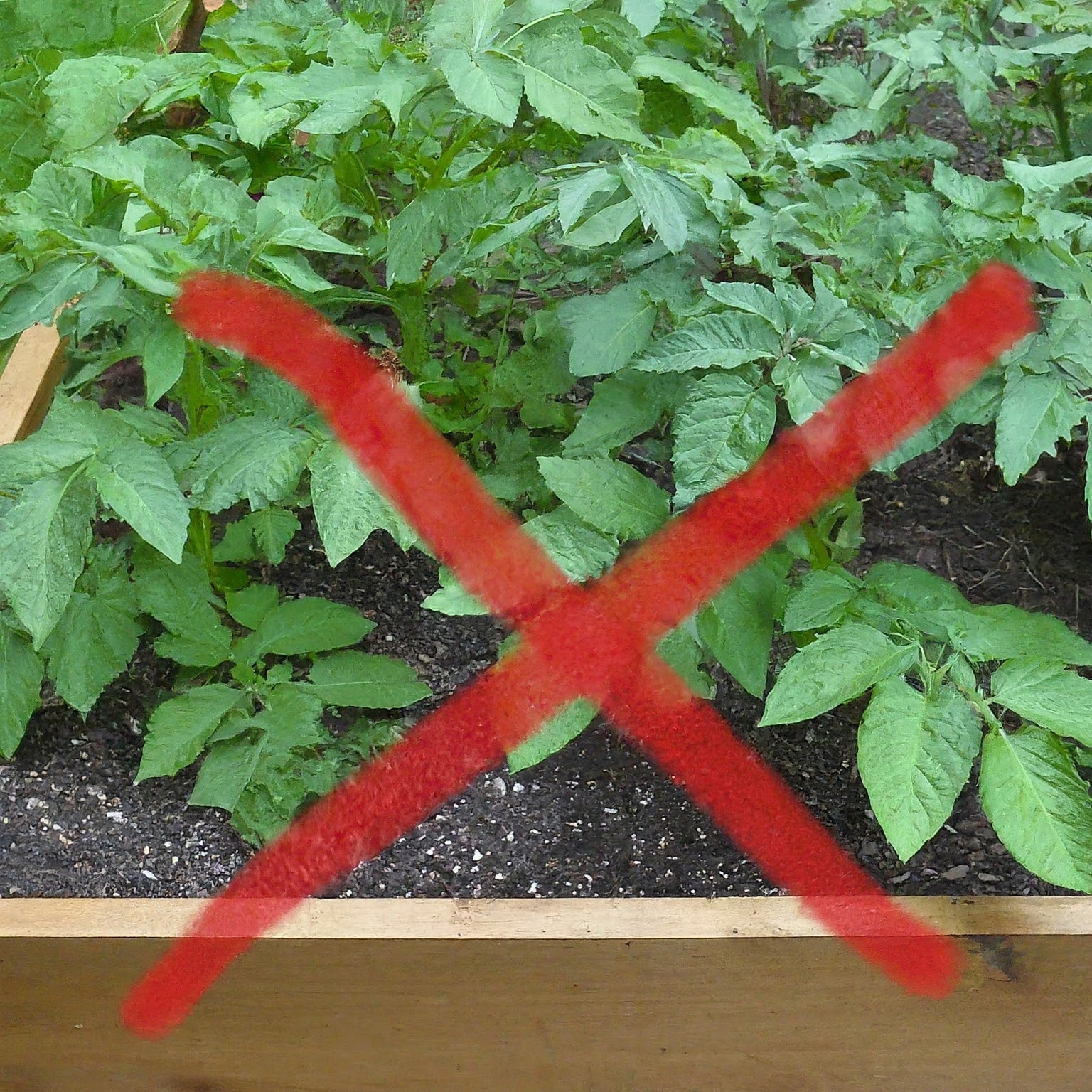 plants to avoid putting near tomatoes