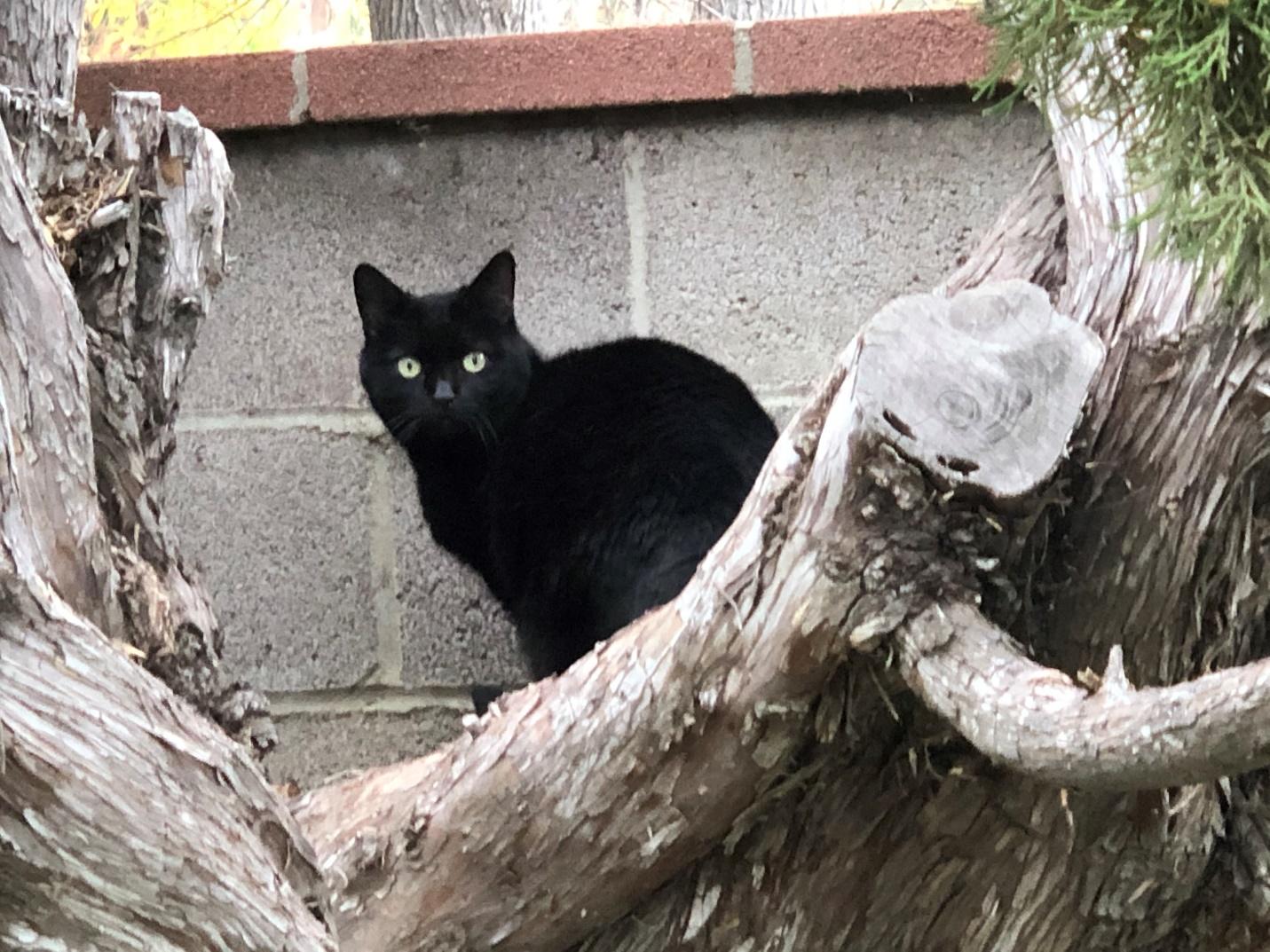 A black cat sitting on a tree branch

Description automatically generated