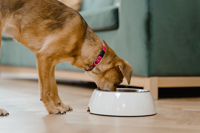 How to Providing a Complete and Balanced Diet for Dogs