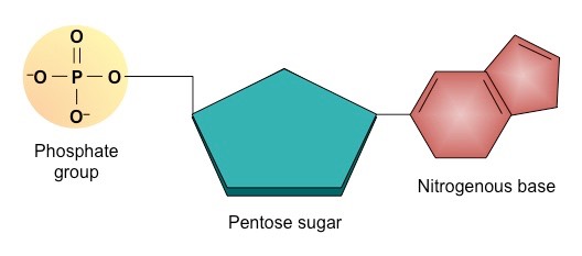 nucleotide