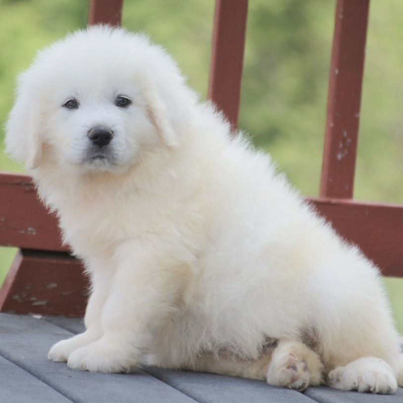 great pyrenees