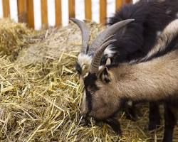 listeriosis in goats