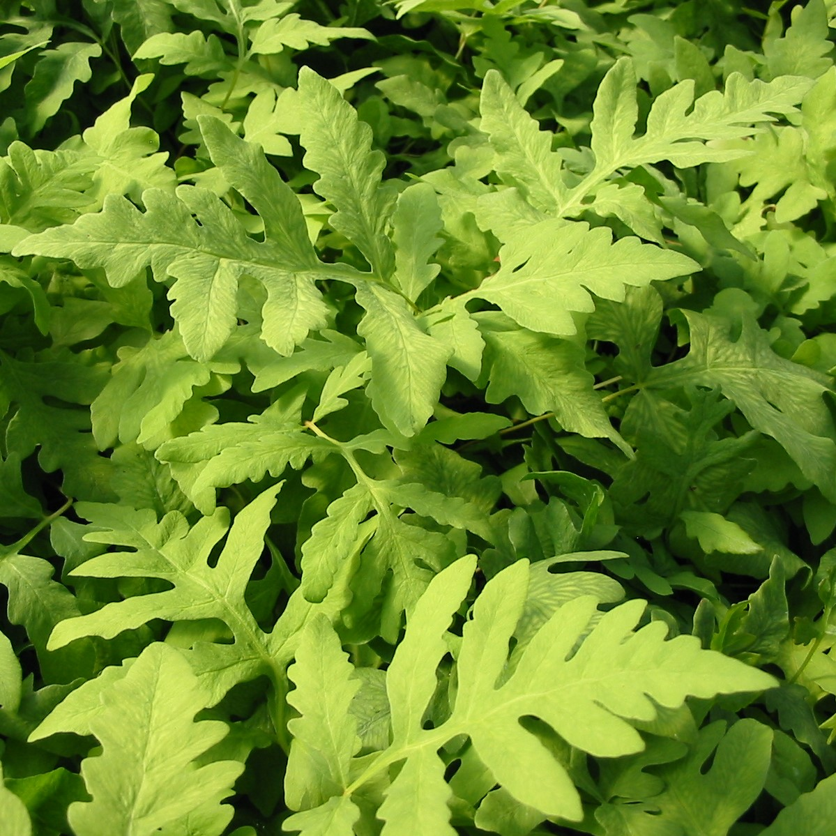 Sensitive Fern (Onoclea sensibilis) 