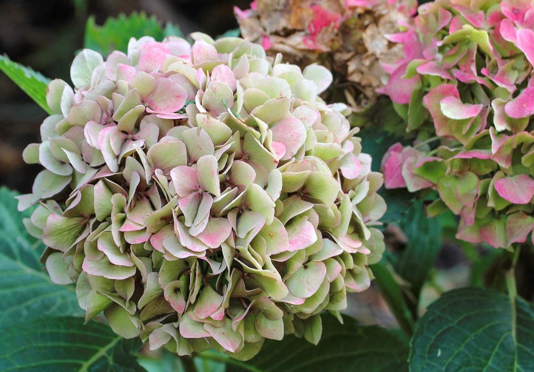 Spring hydrangea flowers in bloom 