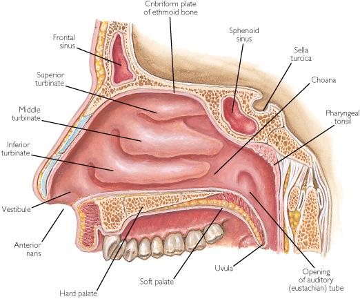 http://content.answers.com/main/content/img/elsevier/dental/f0098-01.jpg