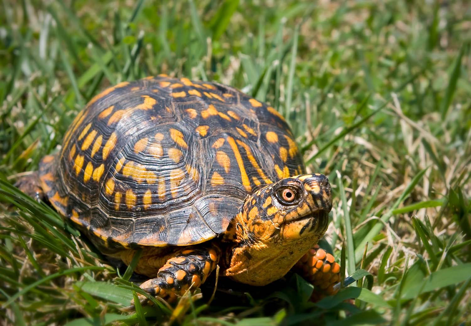 Hibernating Box Turtles