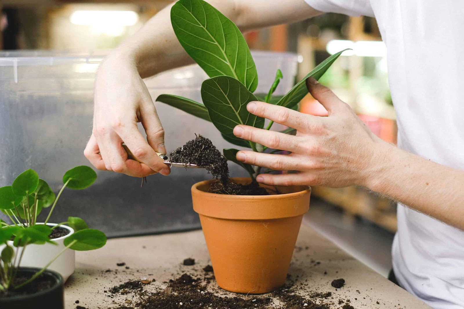 Are Houseplants Harming the Planet? The Environmental Impact of Peat -  Brightly