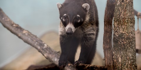 A white-nosed coati climbing on a tree branch