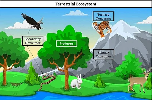  Terrestrial Ecosystem