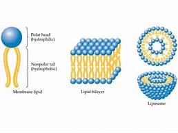 lipid bilayer