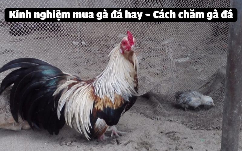 Kinh nghiệm mua gà đá hay - Cách chăm gà đá