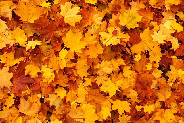 large pile of orange, yellow and red dried leaves
