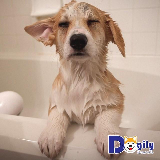 A dog sitting in a bathtub

Description automatically generated