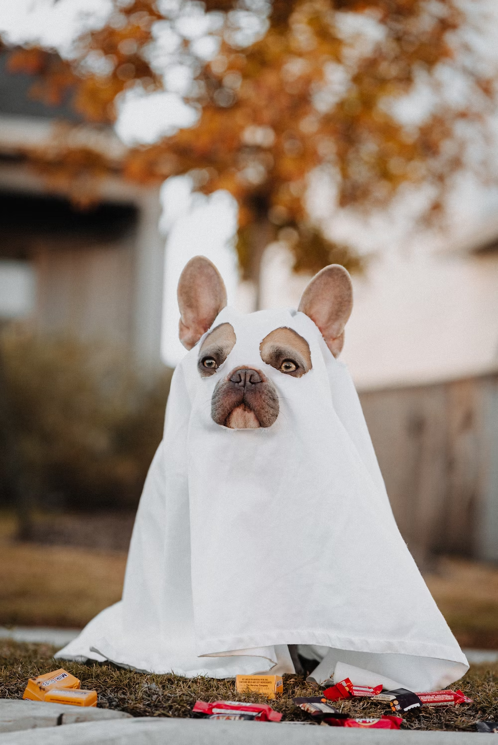 a dog in a ghost costume