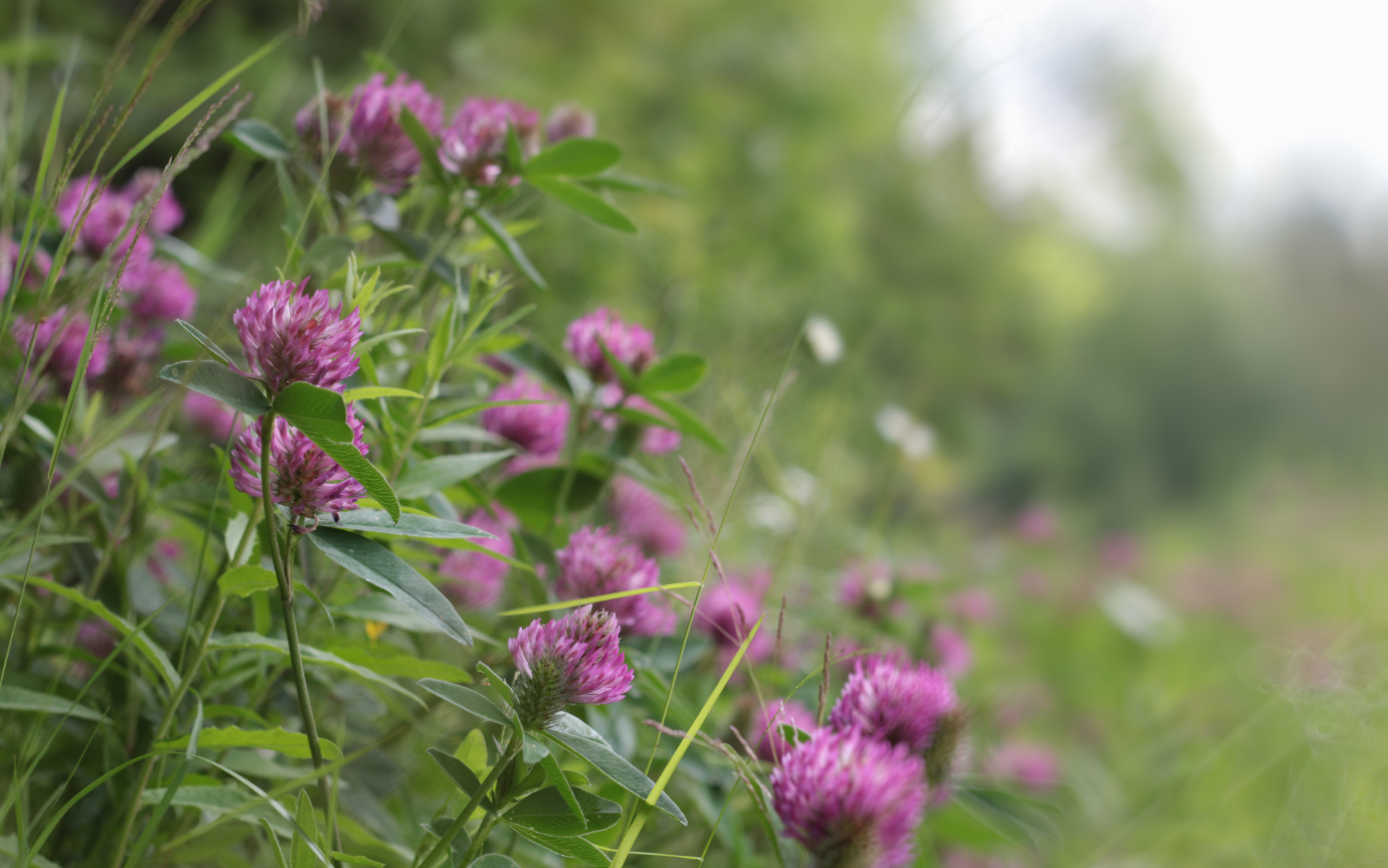 A close up of purple flowers Description automatically generated