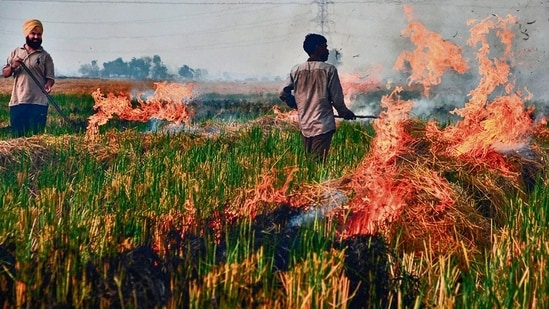 Farmers burn straw stubble after a harvest in a paddy field, on the outskirts of Jalandhar. (AFP)