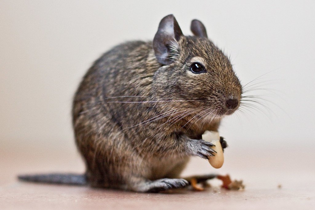 Brown Velvet Chinchilla