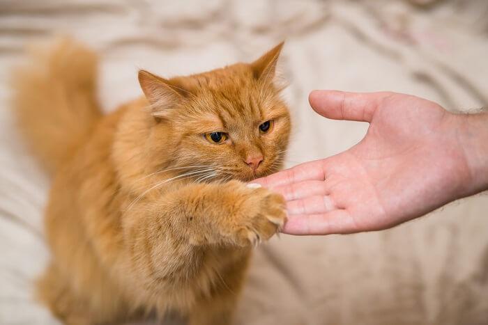 How To Train Your Cat In 5 Easy Steps (Written by an Animal Behaviorist) -  Cats.com