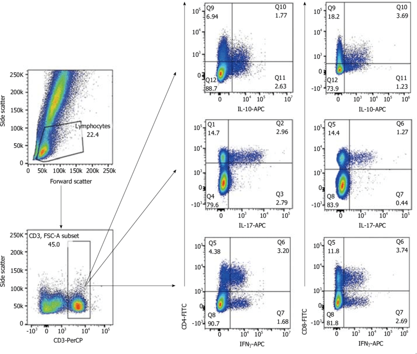 eight flow plots with a heat map to indicate cell density showing a gating strategy.