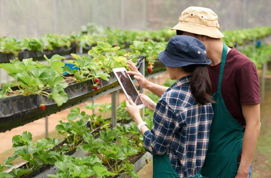 Crop Monitoring