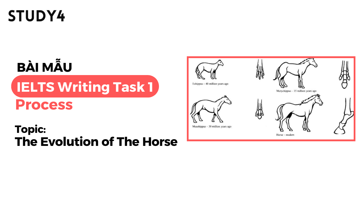 bài mẫu The Evolution of The Horse ielts writing task 1 sample