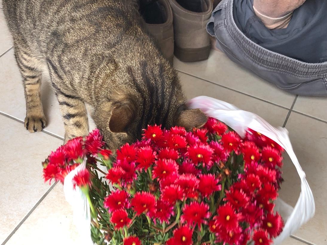 A cat smelling a bouquet of flowers

Description automatically generated