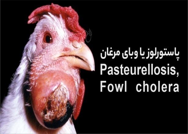 وبای مرغان یا پاستورلوز؛ عامل بیماری، طرز انتقال، تشخیص و پیشگیری | زرین  جاودانه