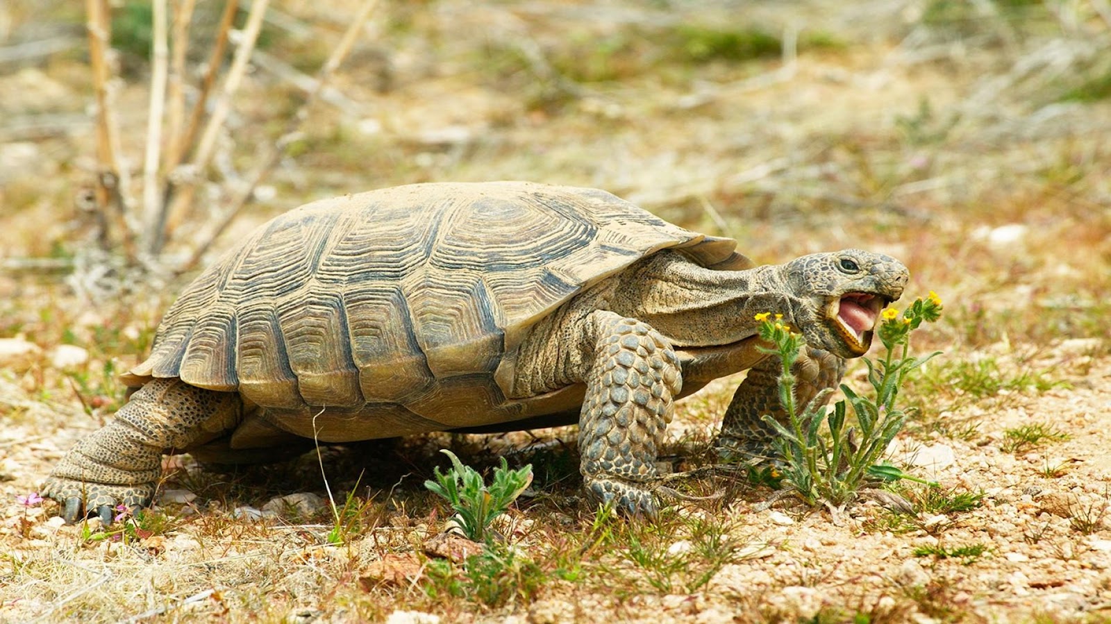 How Often Do Tortoises Eat