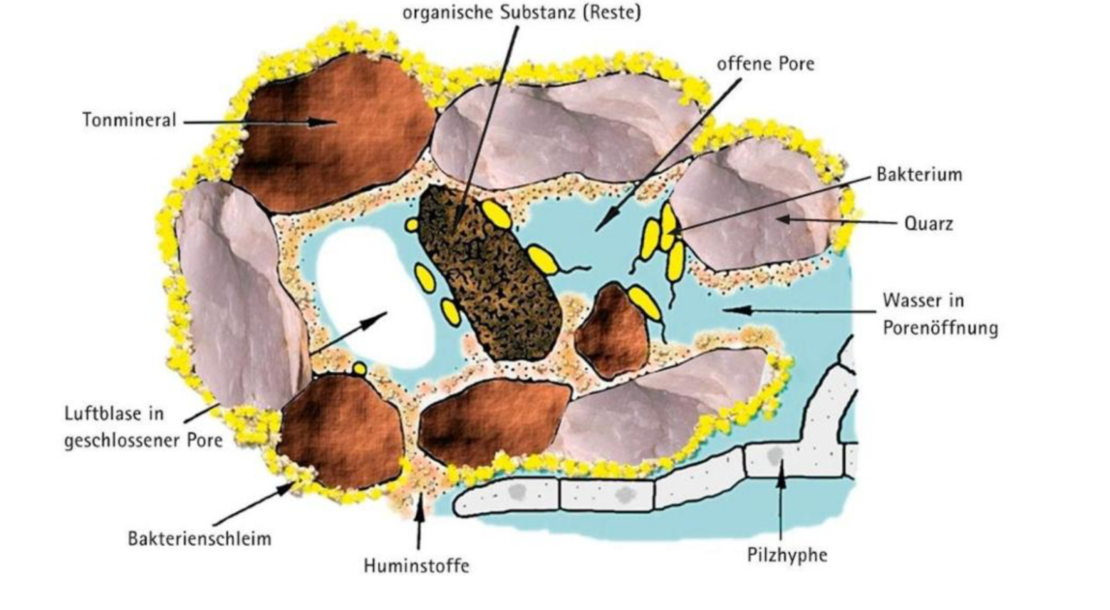 Detailliertes Schaubild zum Aufbau von Humus auf mikroskopischer Ebene