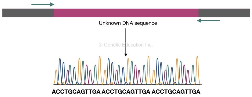 Analysis and detection of iPCR.