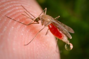 World Mosquito Day 2021 | NIAID: National Institute of Allergy and  Infectious Diseases