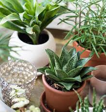 Top 10 Plants That Make You Happy - Salisbury Greenhouse - Blog