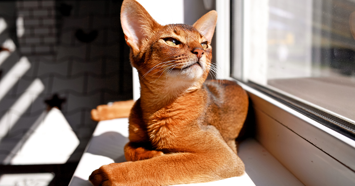 Abyssinian cat lies on the window, sun shining on him.