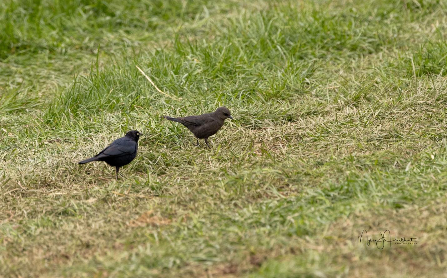 A couple of birds on grass

Description automatically generated