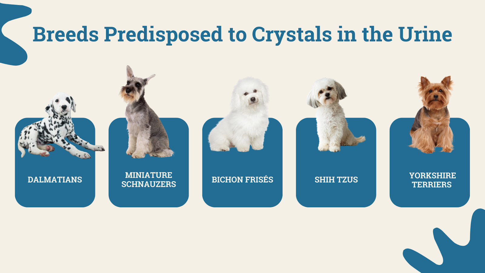 Breeds predisposed to crystals in the urine