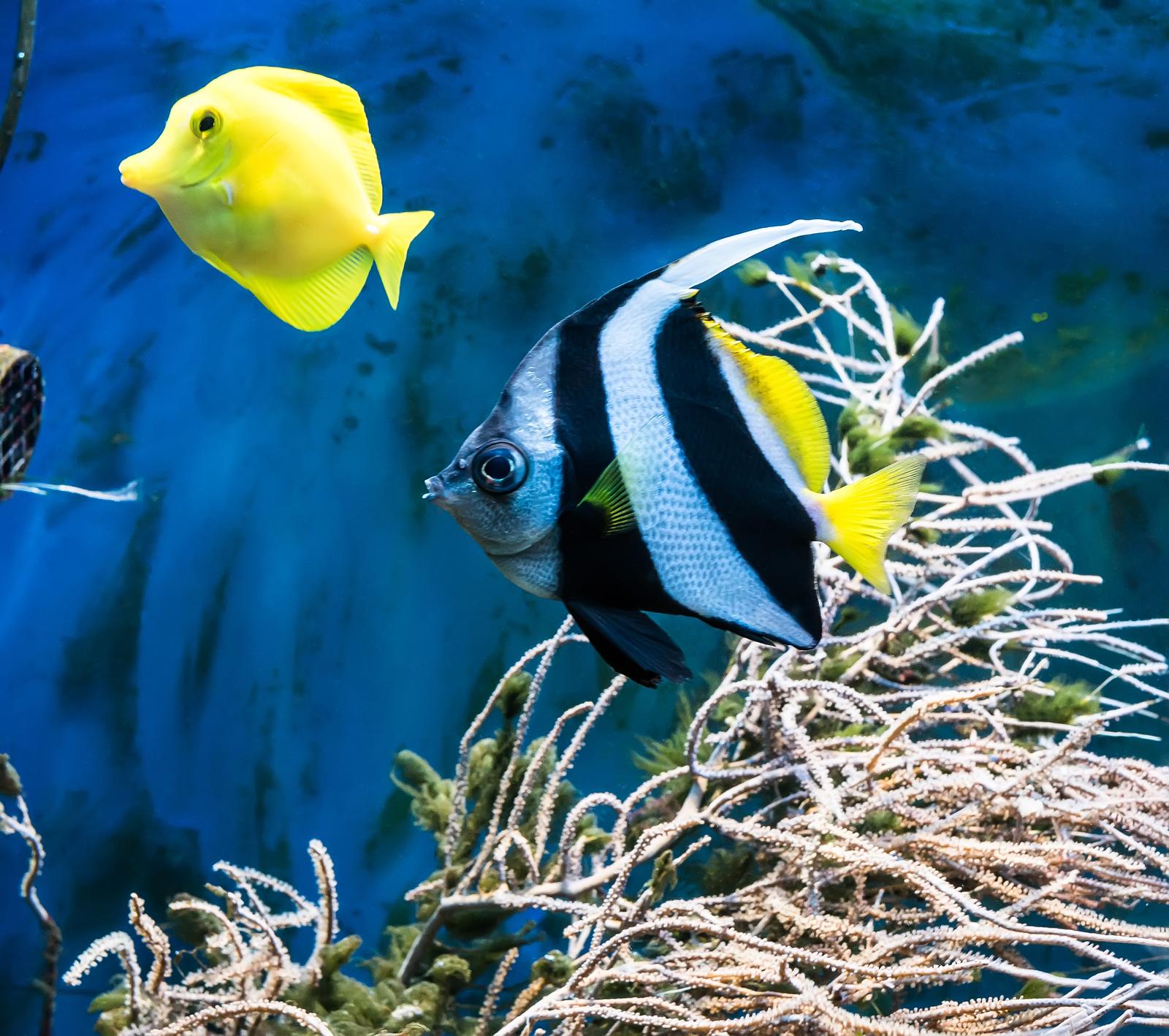 yellow tang