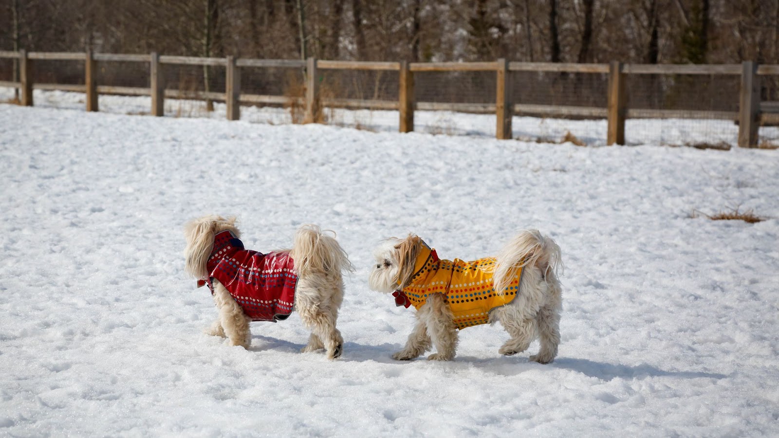 Dog Coats for Winter