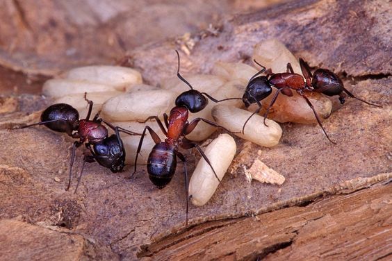 Picture of carpenter ants.