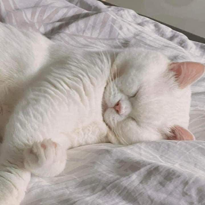 A chubby cat sleeping.thi - KittyKittene
